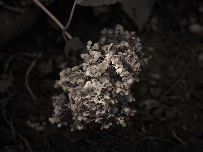 紫陽花*エンドレスビューティー*_a0161380_17101685.jpg