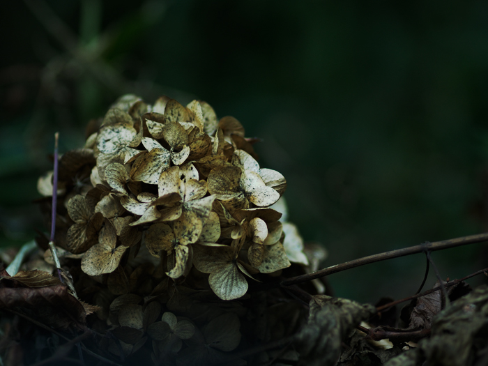 紫陽花*エンドレスビューティー*_a0161380_17151720.jpg