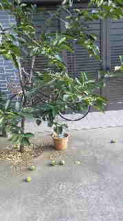 柿が落ち始めました_b0117780_1647048.jpg