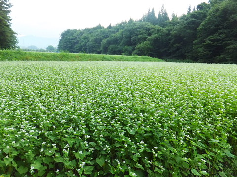 向かいの畑には蕎麦の花、、、_d0142680_2143552.jpg