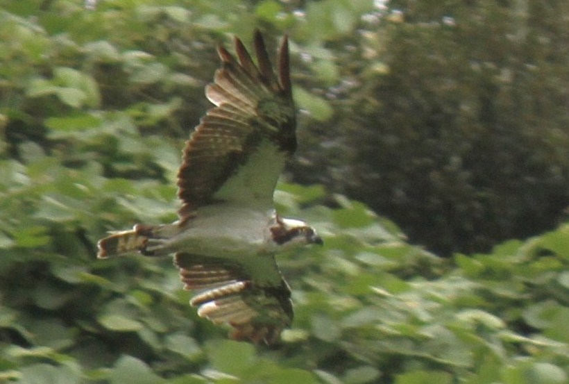 e0197884_10363333.jpg