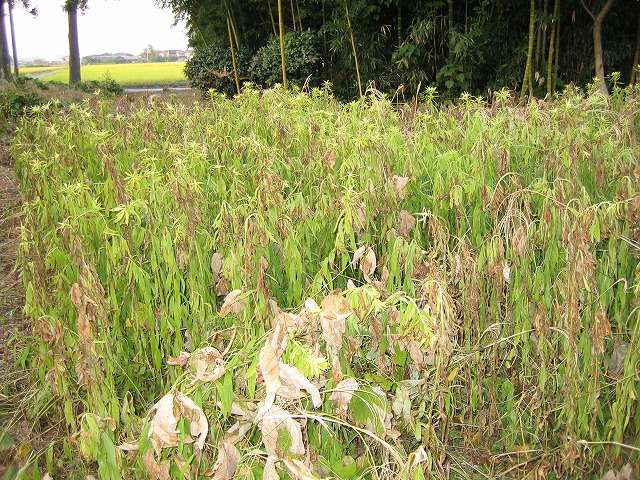 除草剤 ラウンドアップ の効果は その2 新発田市西宮内 佐々木家のブログ 除草剤 ラウンドアップ の効果は その2 新発田市西宮内 佐々木家のブログ