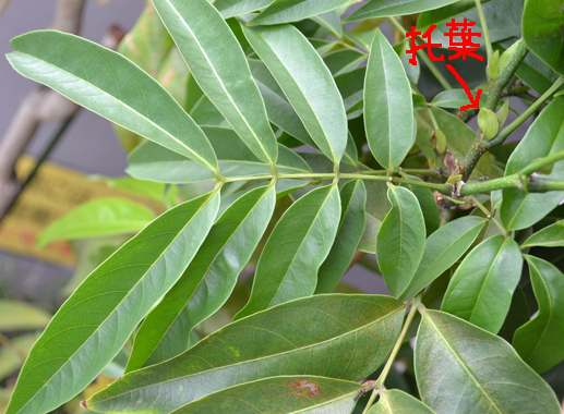 激安正規 パテルノ アイスクリームビーン 苗 植物 観葉植物 インテリア 住まい 小物 Belvtor By