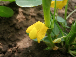 畑ツアー２０１２in岩見沢 第二章_d0122394_21393517.jpg