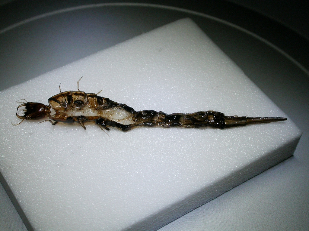 クロゲンゴロウ幼虫抜け殻 虫央堂 クロゲンゴロウ幼虫抜け殻 虫央堂
