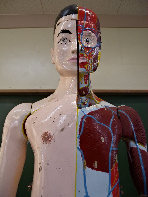 画室人体 人体解剖図のイラスト素材 - PIXTA