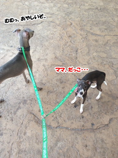 e0290901_1658415.png