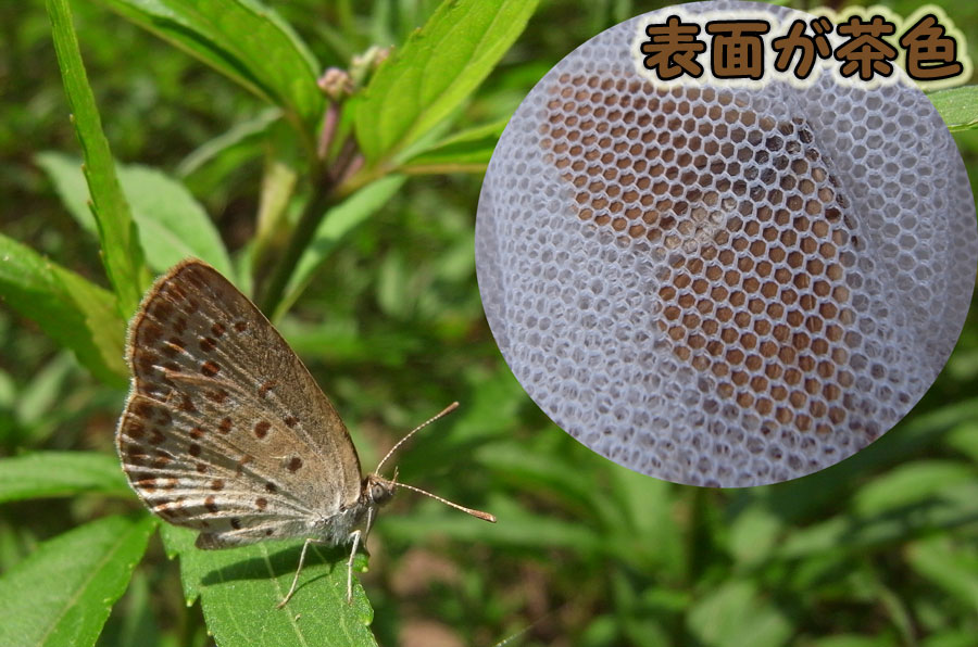 茶色いヤマトシジミ 秩父の蝶 茶色いヤマトシジミ 秩父の蝶