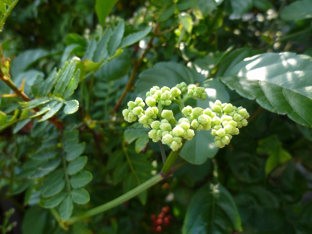 d0037110_2036325.jpg