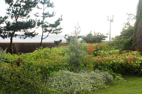 Summer Garden_d0227610_456834.jpg
