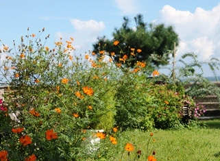 Summer Garden_d0227610_929872.jpg