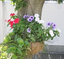 Summer Garden_d0227610_932185.jpg