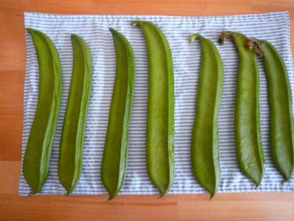 なた豆で福神漬け Patapatamamaの日記 なた豆で福神漬け Patapatamamaの日記