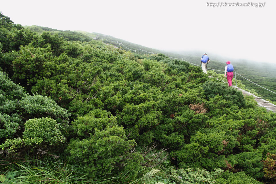 大山　夏山登山道　その３_c0189013_7215834.jpg