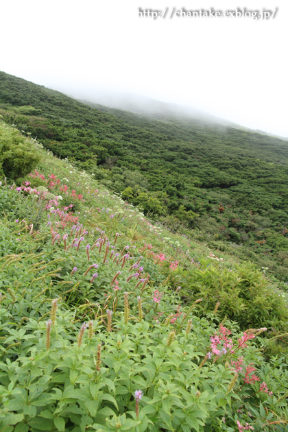 大山　夏山登山道　その３_c0189013_7541068.jpg