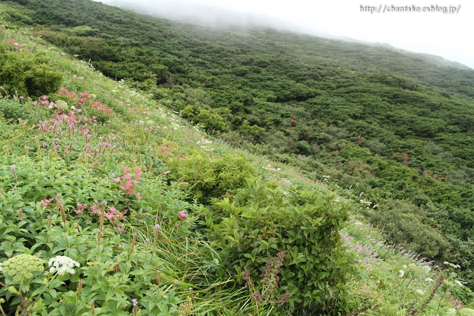 大山　夏山登山道　その３_c0189013_854237.jpg