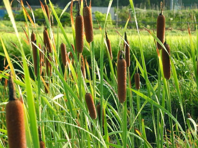 c0248013_15384965.jpg