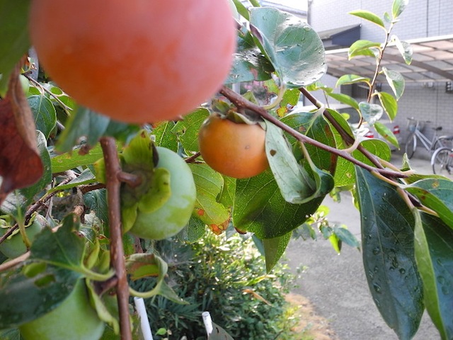 c0248013_15394029.jpg