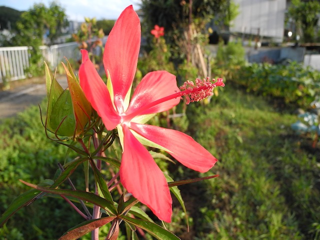 c0248013_160817.jpg