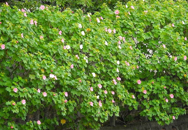 c0248013_1614987.jpg