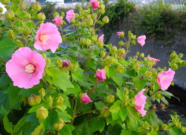 c0248013_1619119.jpg