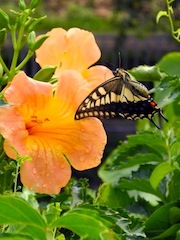 c0248013_1636112.jpg
