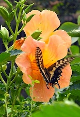 c0248013_1639228.jpg