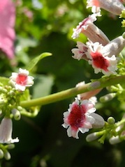 c0248013_16465319.jpg