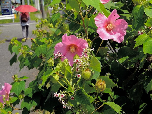 c0248013_16495529.jpg
