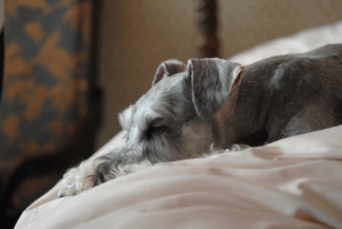 c0236228_1053211.gif