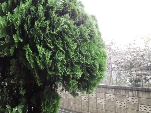 9月は....豪雨で幕開け!_b0137932_12141720.jpg