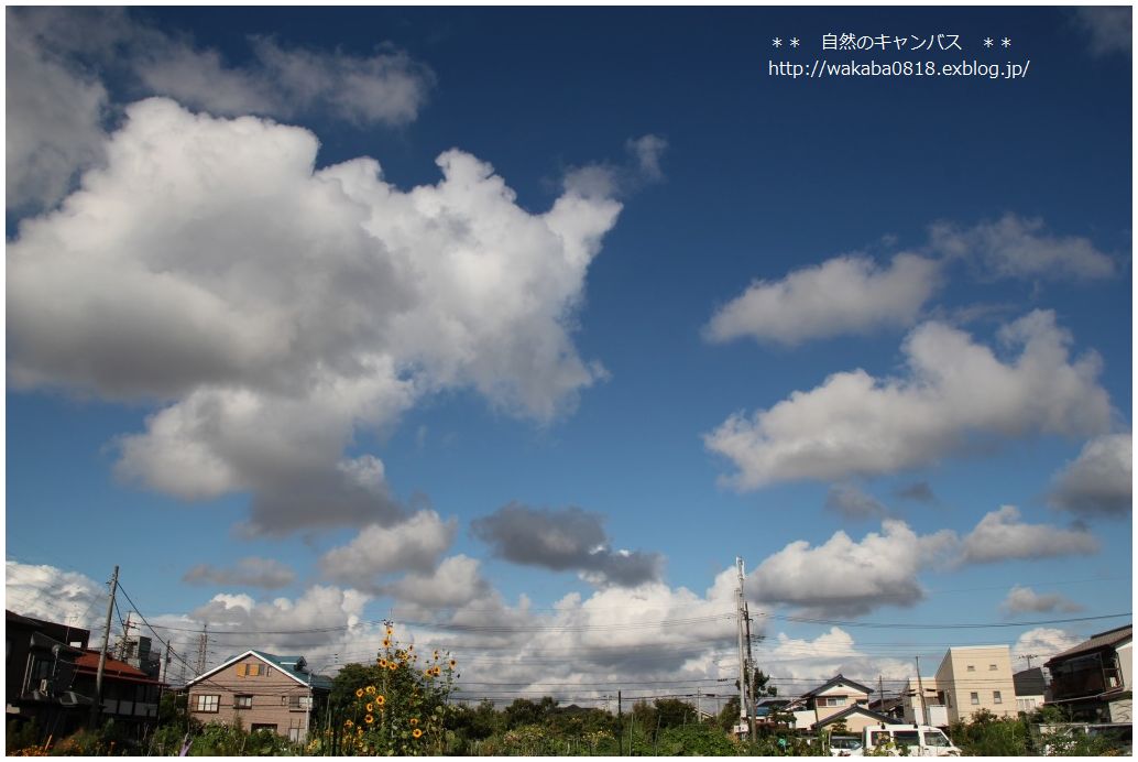 突然の大ぶりの雨＼(^o^)／_e0052135_2213260.jpg