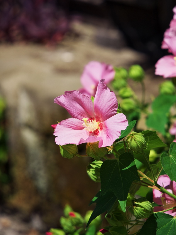 芙蓉が魅力的---鎌倉　海蔵寺にて_c0236843_14592438.jpg