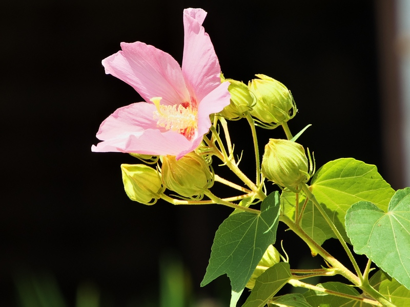 芙蓉が魅力的---鎌倉　海蔵寺にて_c0236843_14595493.jpg