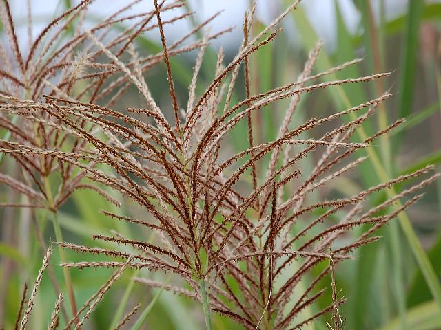 八丈薄 ハチジョウススキ ポピュラーな花 八丈薄 ハチジョウススキ ポピュラーな花