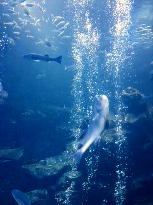 京都水族館☆_f0198056_124446.jpg