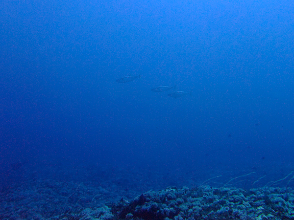 8月31日 ナカビ_d0113459_8272567.jpg