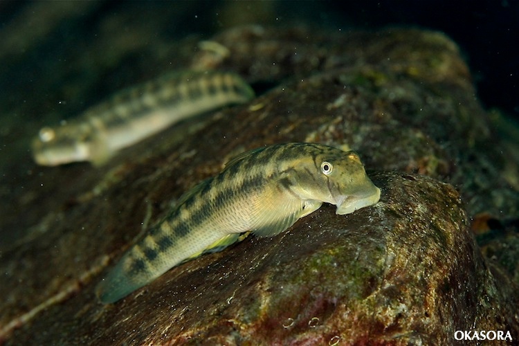 e0158261_652090.jpg