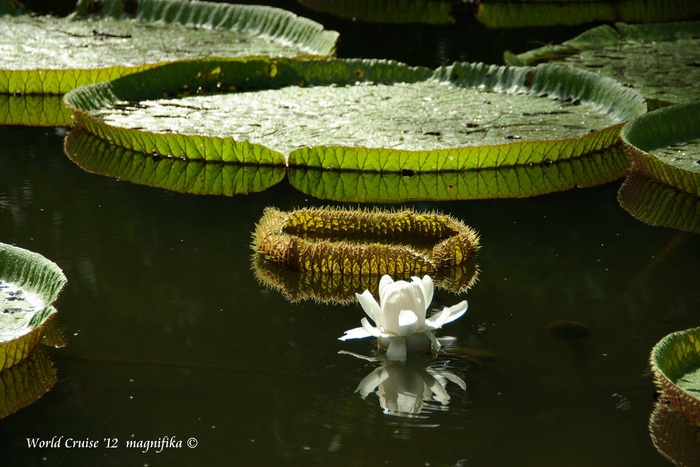 ASUKA II 世界一周クルーズ\'12 オオオニバス /AROUND THE WORLD CRUISE \'12 Giant water lilies_e0140365_1832057.jpg