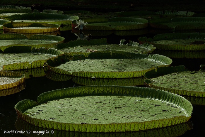 ASUKA II 世界一周クルーズ\'12 オオオニバス /AROUND THE WORLD CRUISE \'12 Giant water lilies_e0140365_18394370.jpg