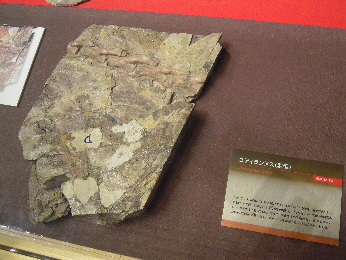 恐竜王国2012_e0033570_927694.jpg