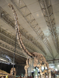 恐竜王国2012_e0033570_933311.jpg
