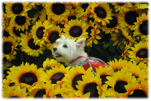 b0242873_1263178.png