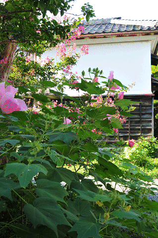 百日紅と芙蓉の花_a0275782_839376.gif