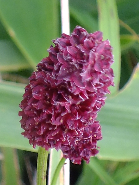 e0145782_17211151.jpg