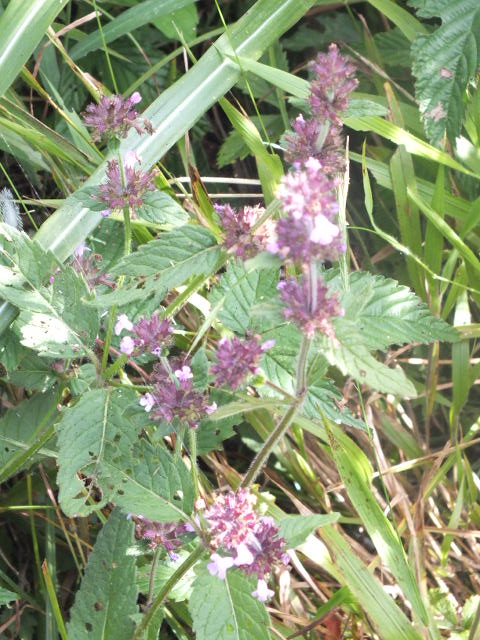 e0145782_1725177.jpg