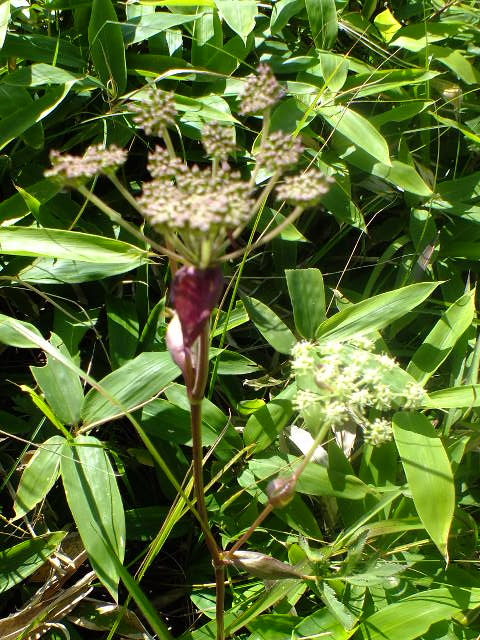 e0145782_17272281.jpg