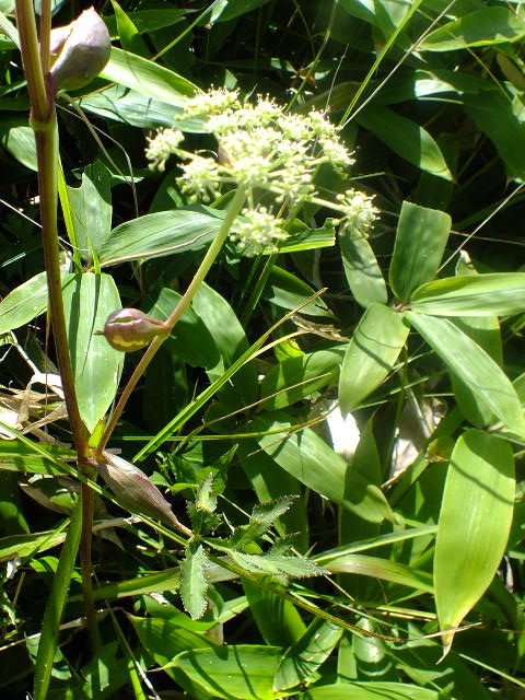 e0145782_17275929.jpg