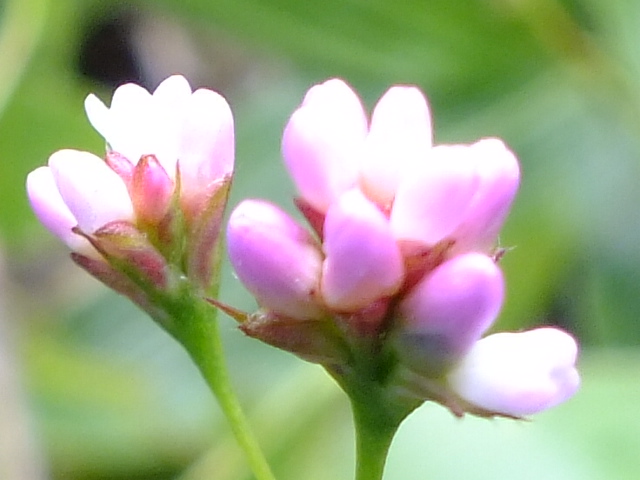 e0145782_17292088.jpg