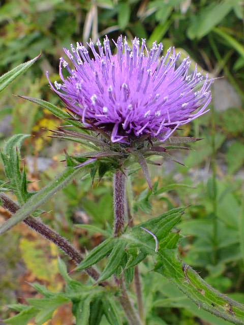 e0145782_17295520.jpg